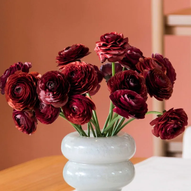 Ranunculus Elegance Cioccolato