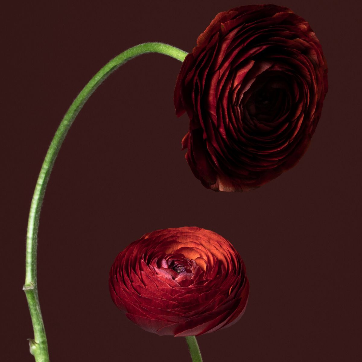 Fall star flower variety ranunculus Cioccolato