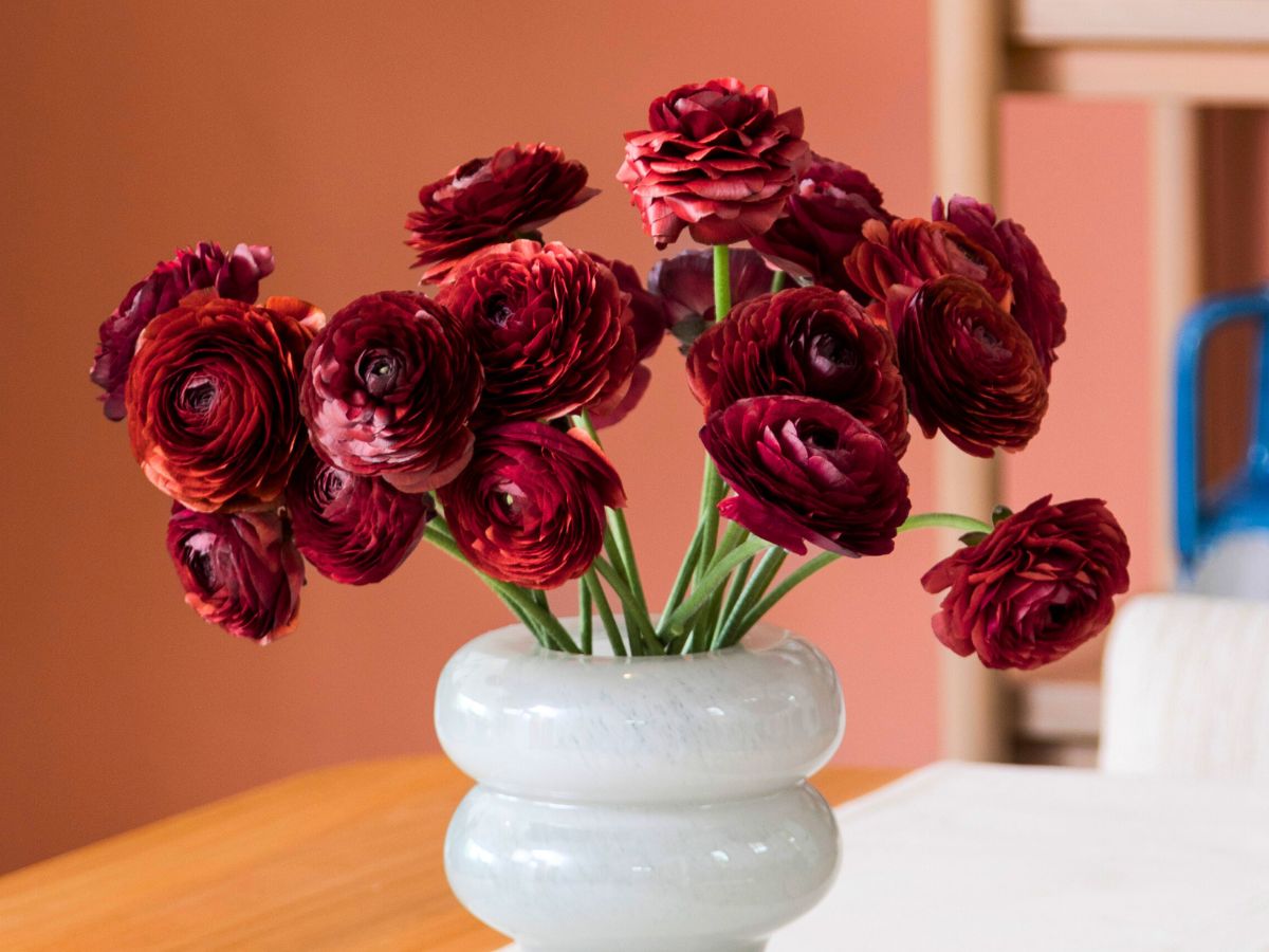 Elegance Cioccolato placed in a vase