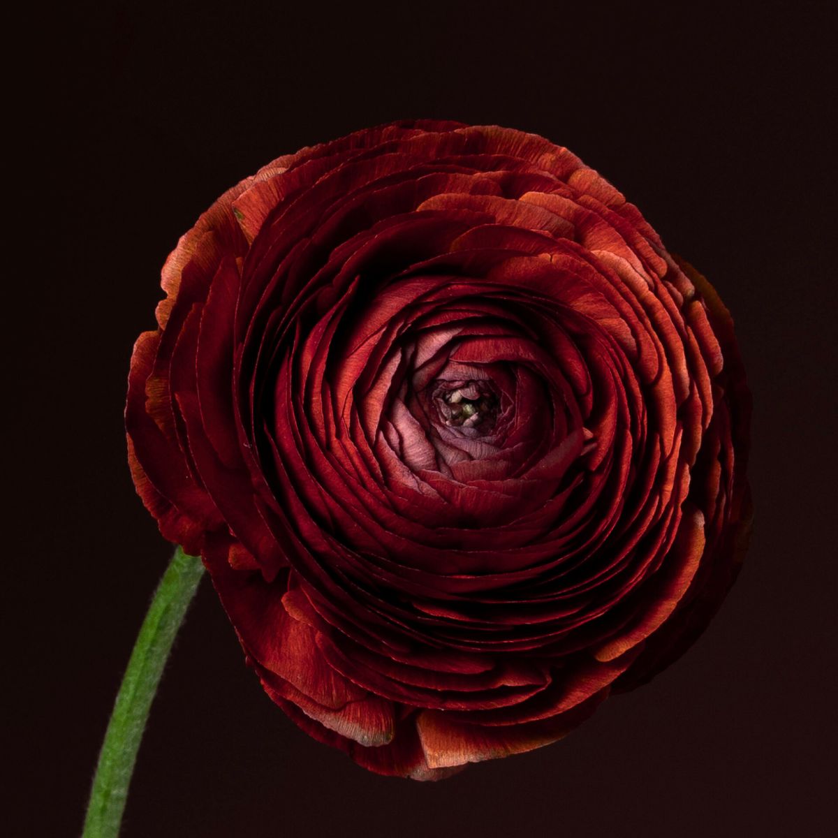 Closeup and detail of Cioccolato ranunculus