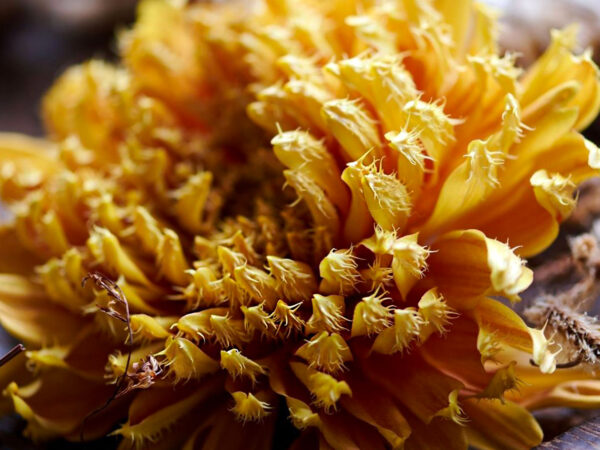 TOTF2021FE 08 Royal Van Zanten - Flowers - Chrysanthemum Cruella