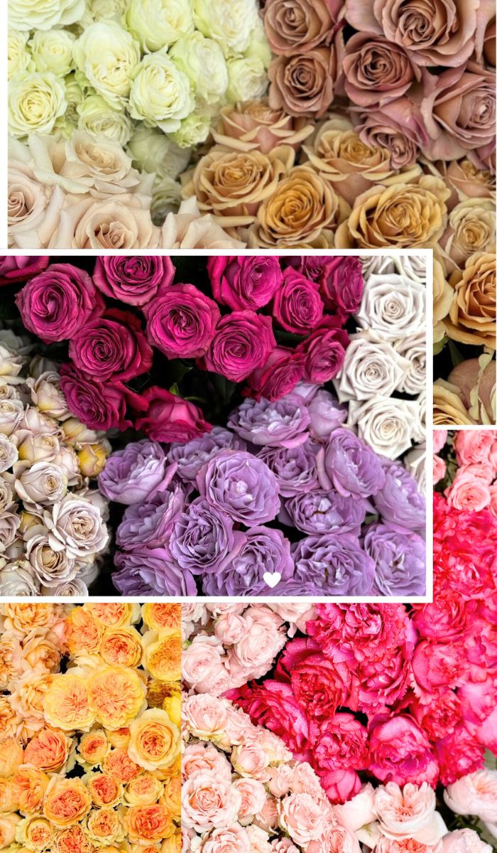 Color palette using Alexandra Farms garden roses