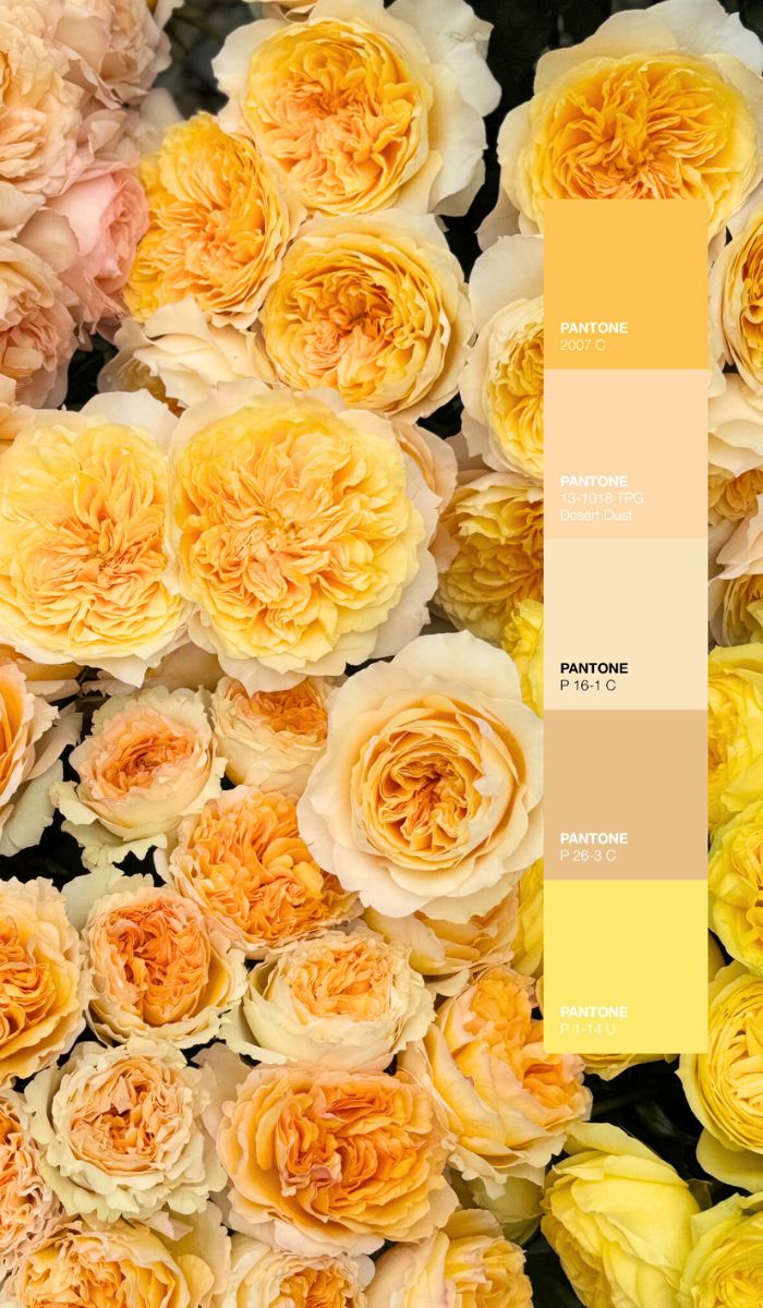 Amber Sunrise color palette