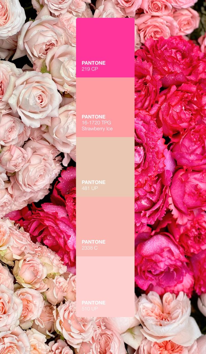 Pink Symphony color palette with garden roses by Alexandra Farms