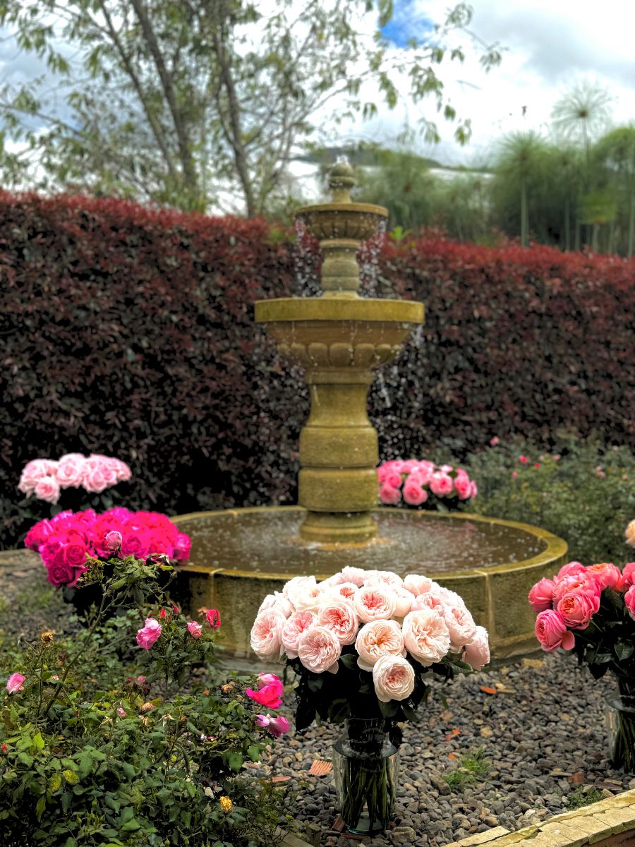 Alexandra Farms garden roses near a water cascade