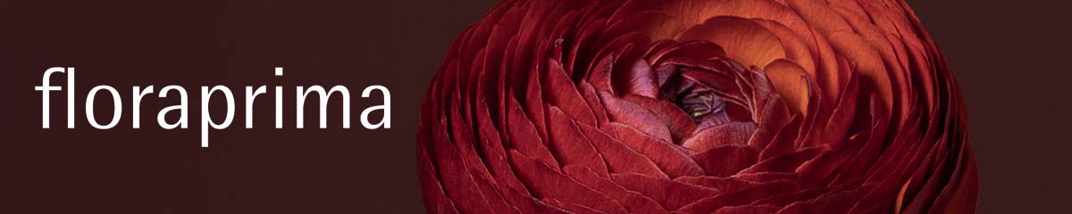 Banner Floraprima Ranunculus Elegance Cioccolato