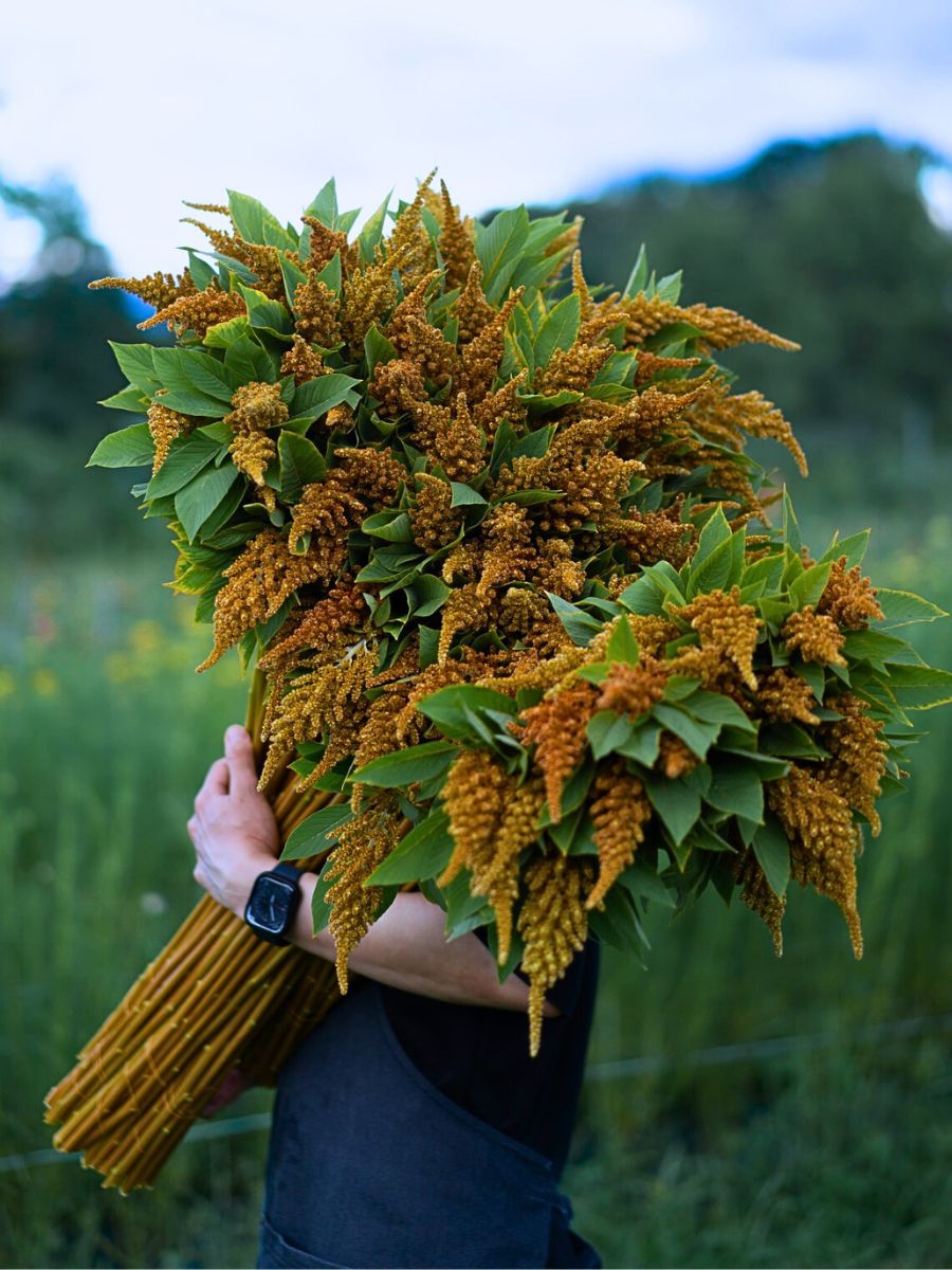 Typical Autumn Flowers