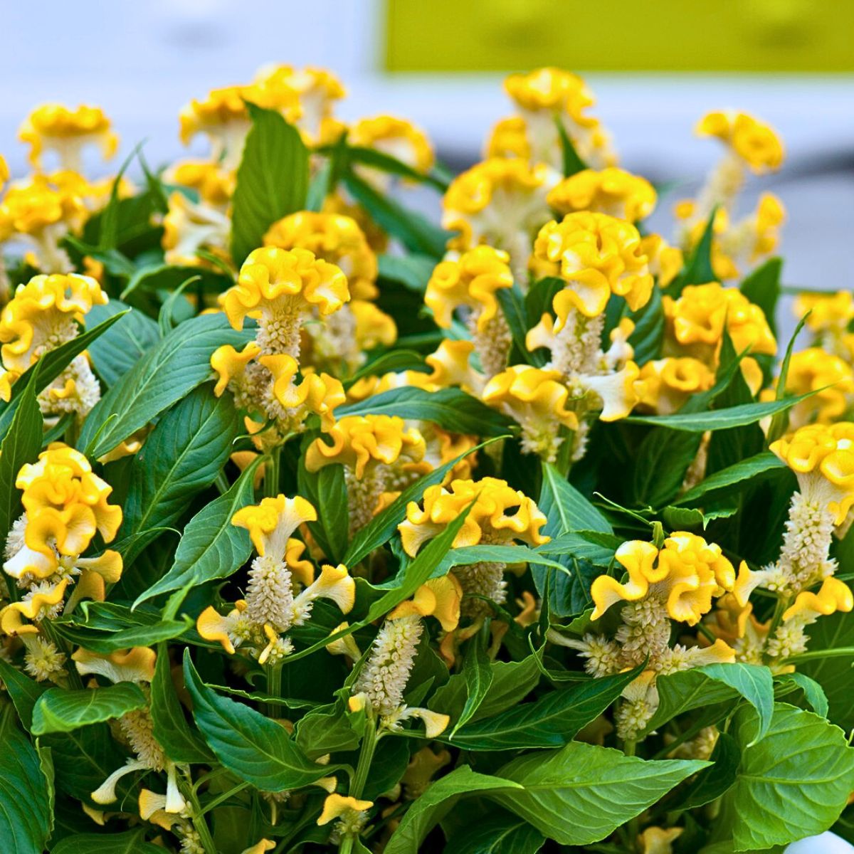 Typical Autumn Flowers