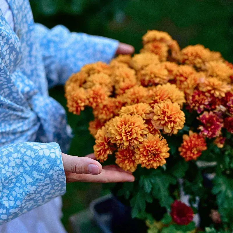 Typical autumn flowers that you can try out