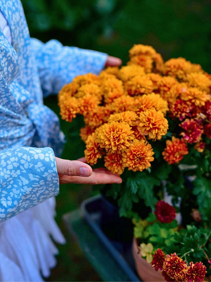 Typical Autumn Flowers