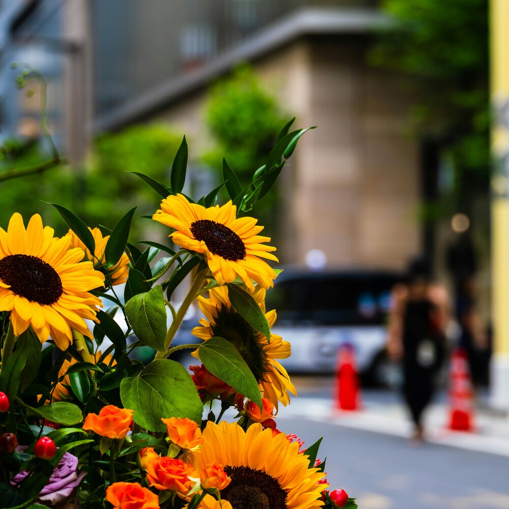 Sunflower near road