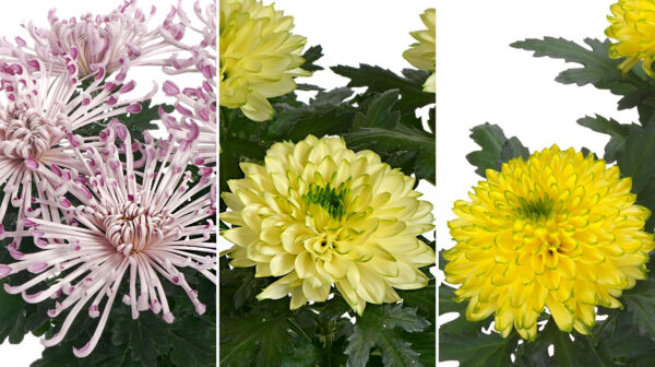 TOTF2021FE 08 Royal Van Zanten - Chrysanthemum Disbud