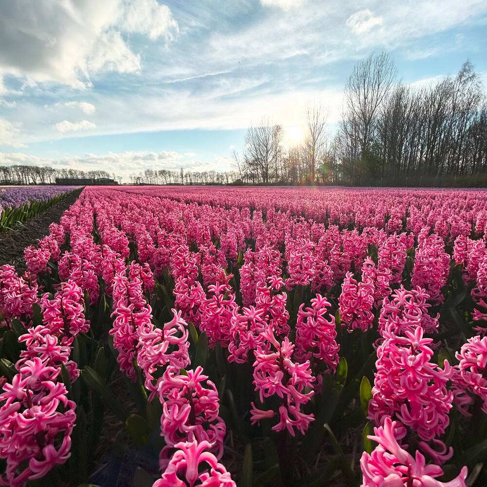 pink flower field