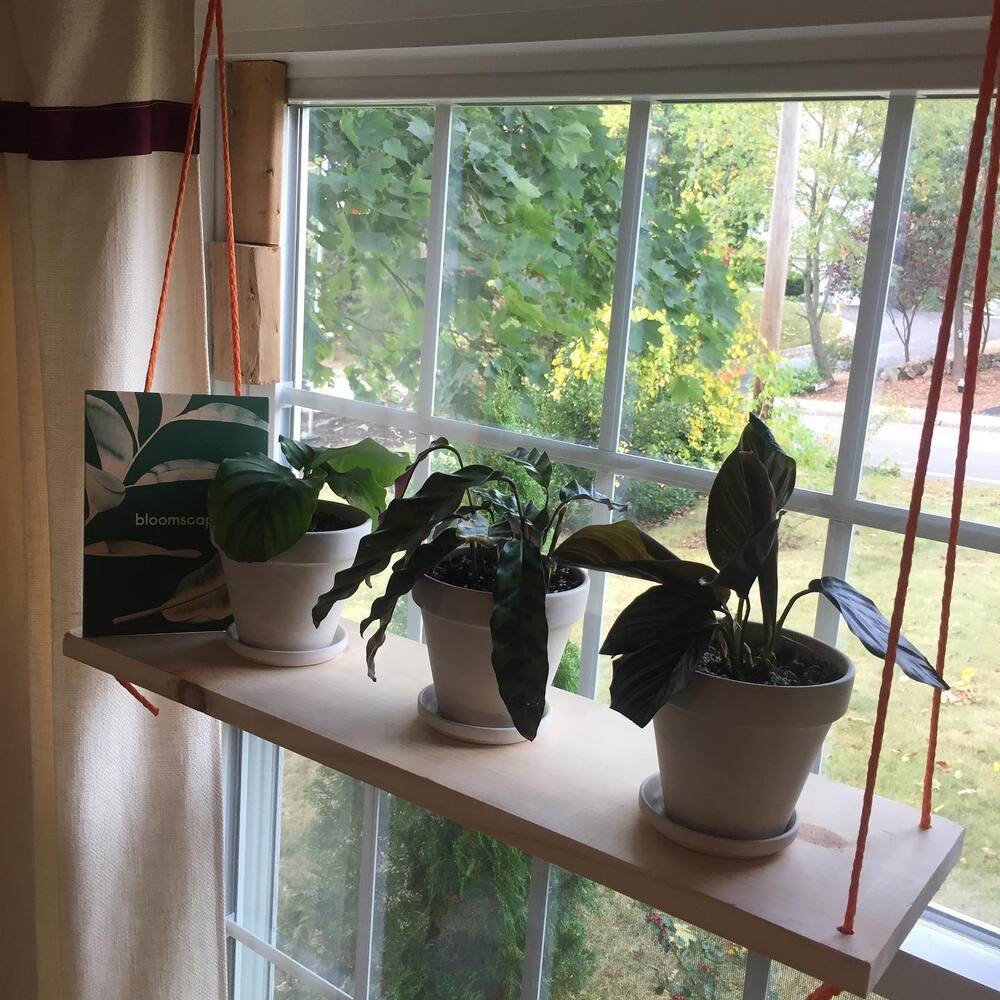 Window frame cover with plant