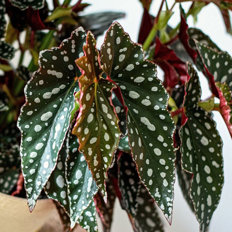 Polka Dot Begonia Spotlight Green