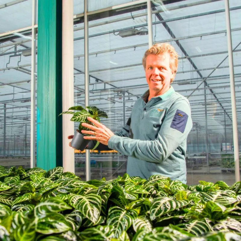 Aphelandra Squarrosa Zebra Plant