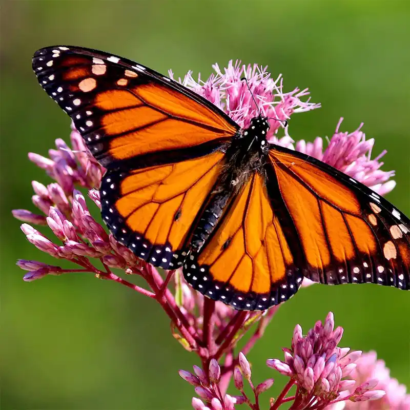 Butterfly in garden