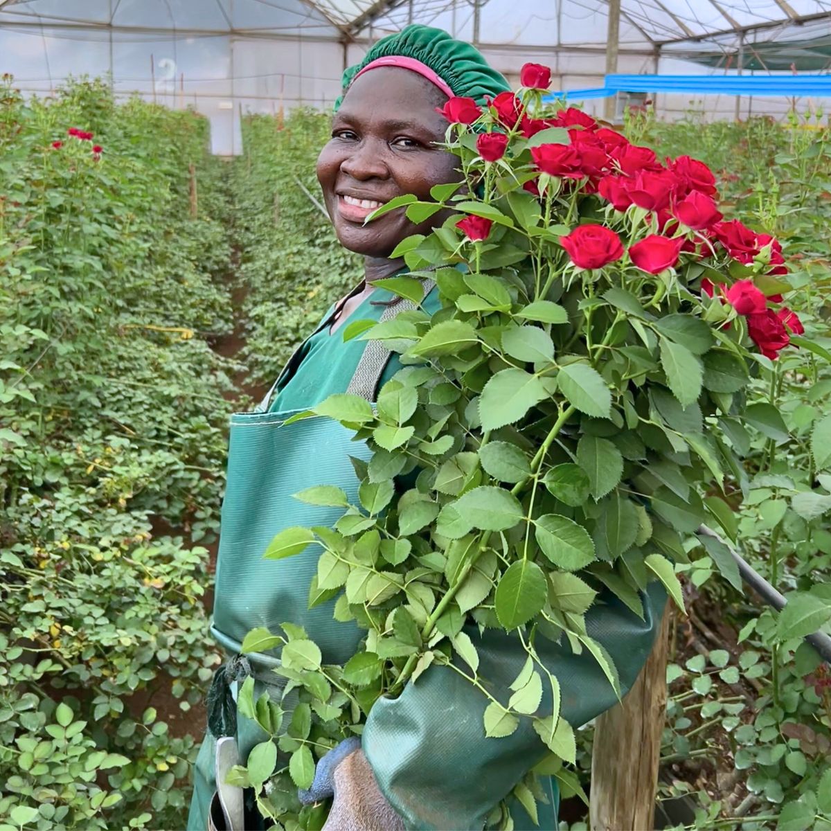 How Red Lands Roses Cares for Its Employees to Guarantee Quality Flowers