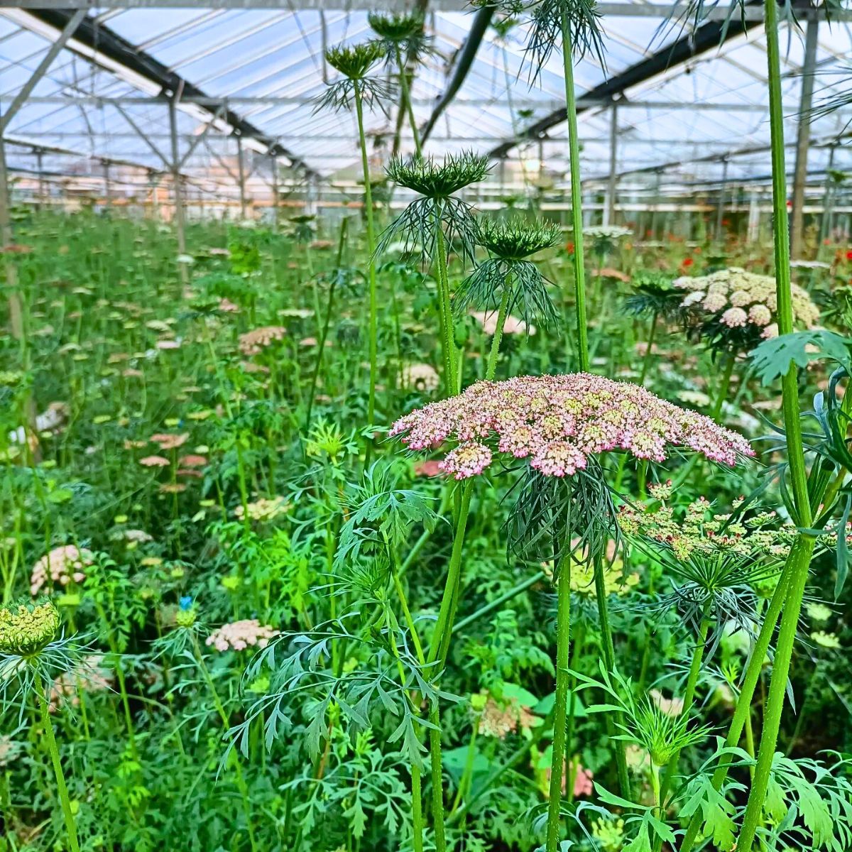 Maurits Keppel’s Scoops - The Graceful Daucus Carota ‘Dara’