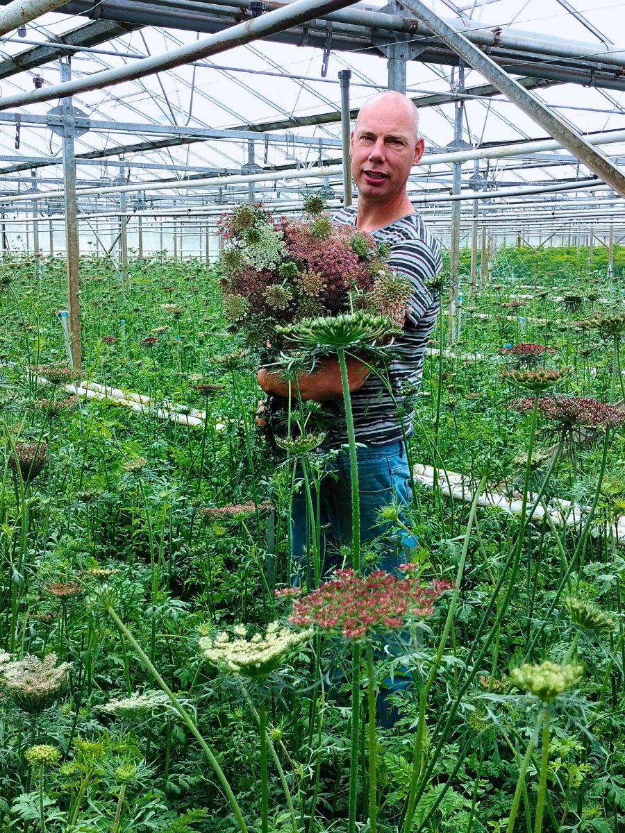 Maurits Keppel’s Scoops - The Graceful Daucus Carota ‘Dara’