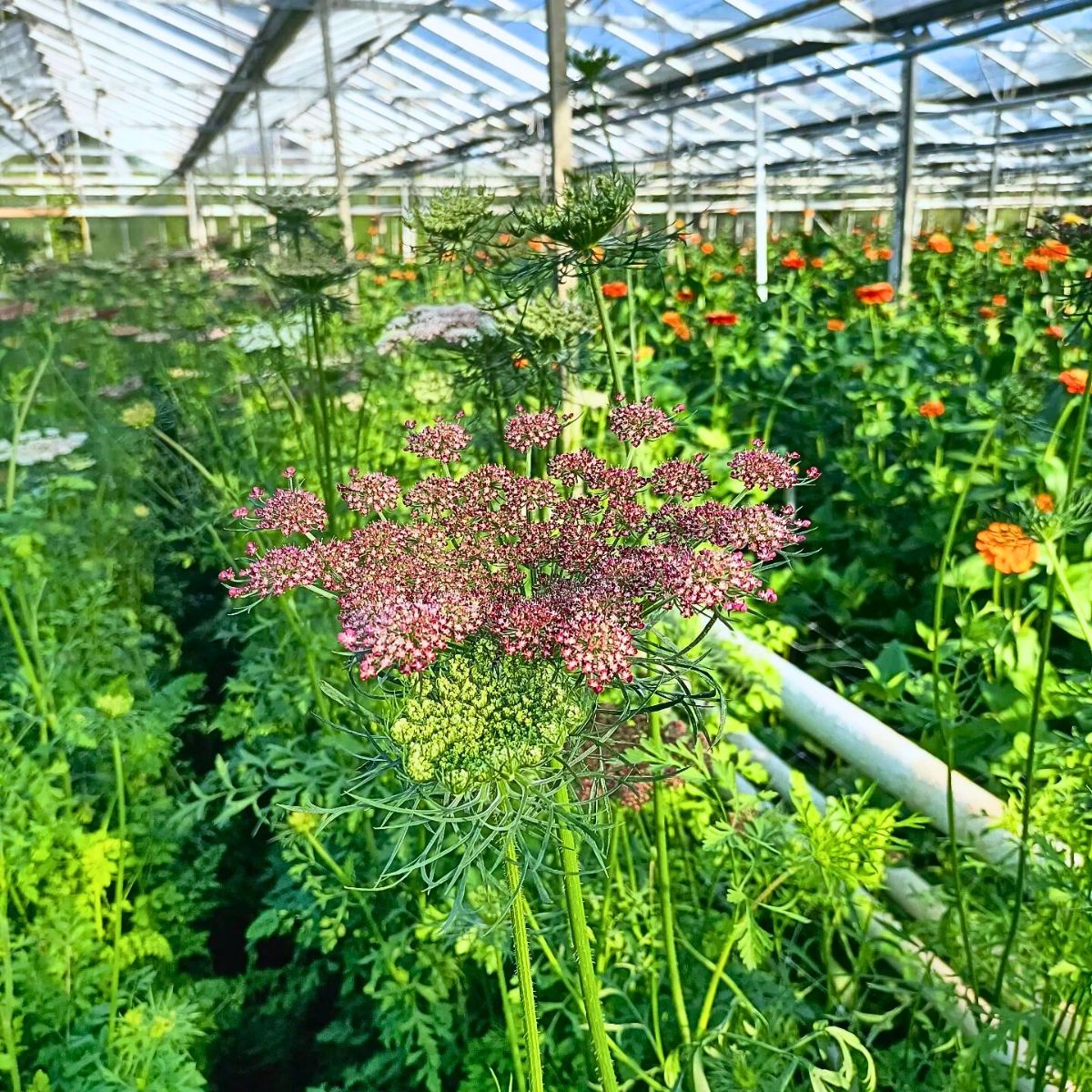 Maurits Keppel’s Scoops - The Graceful Daucus Carota ‘Dara’