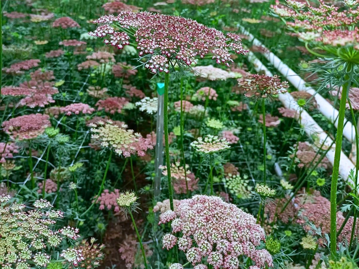 Maurits Keppel’s Scoops - The Graceful Daucus Carota ‘Dara’