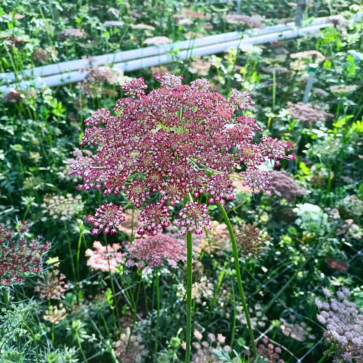 Maurits Keppel’s Scoops - The Graceful Daucus Carota ‘Dara’