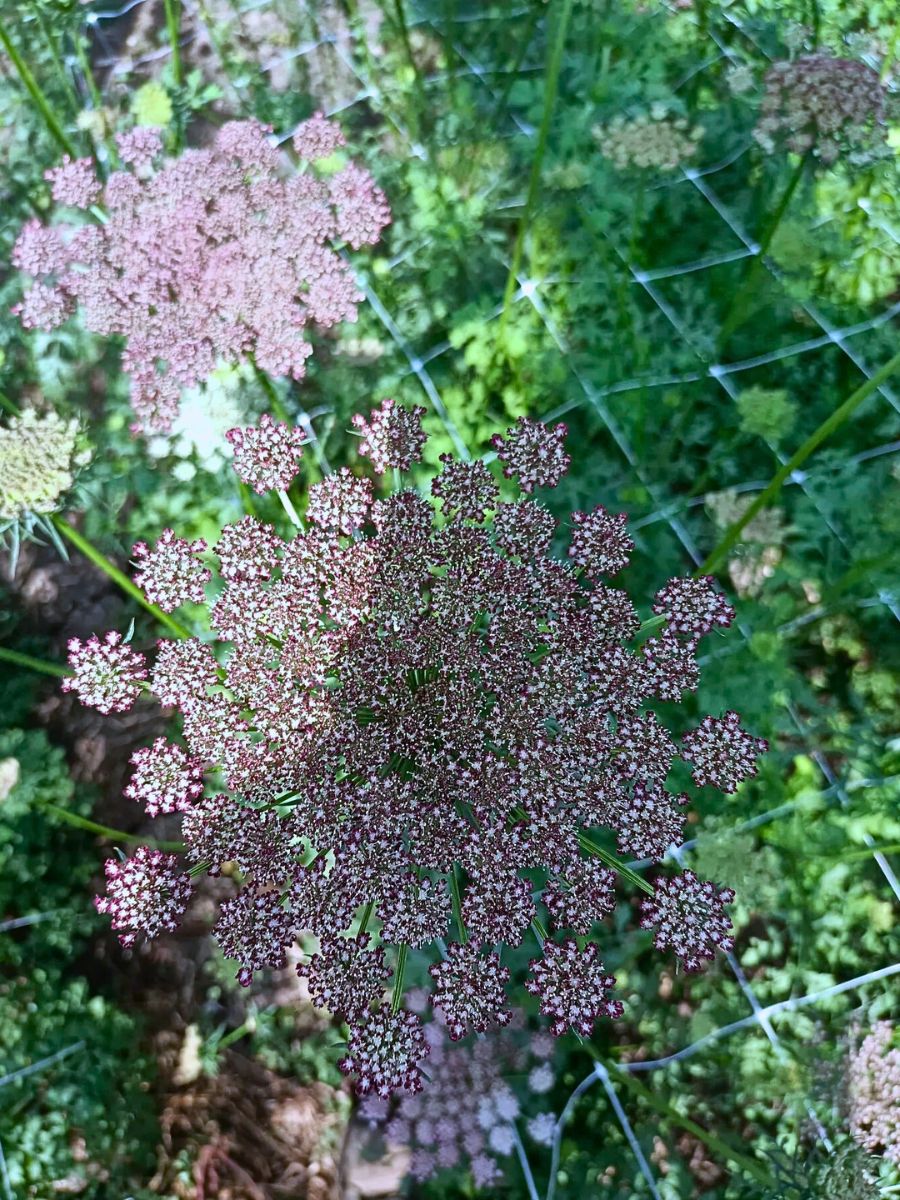 Maurits Keppel’s Scoops - The Graceful Daucus Carota ‘Dara’