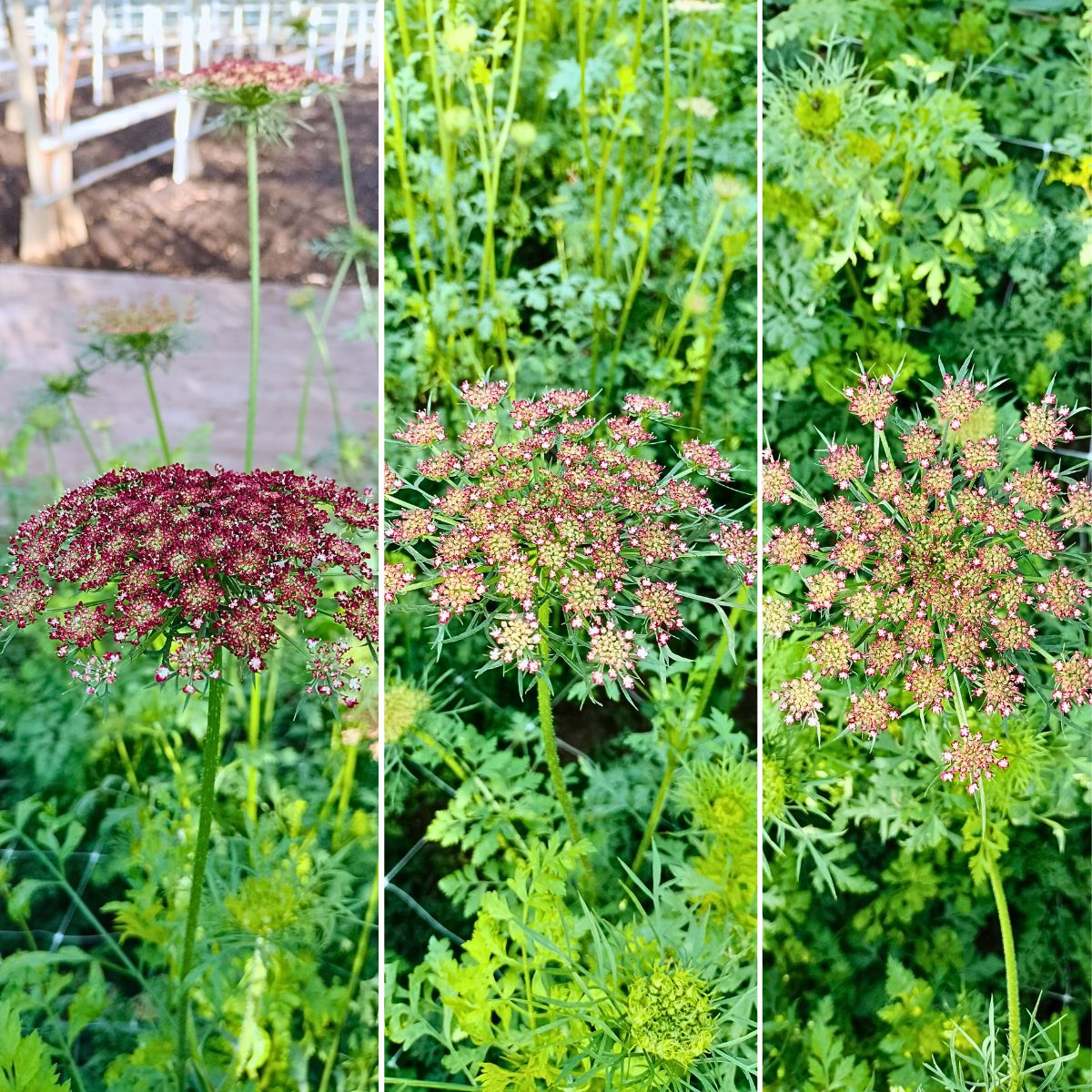 Maurits Keppel’s Scoops - The Graceful Daucus Carota ‘Dara’