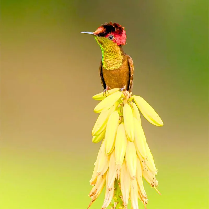 Birds of Colombia