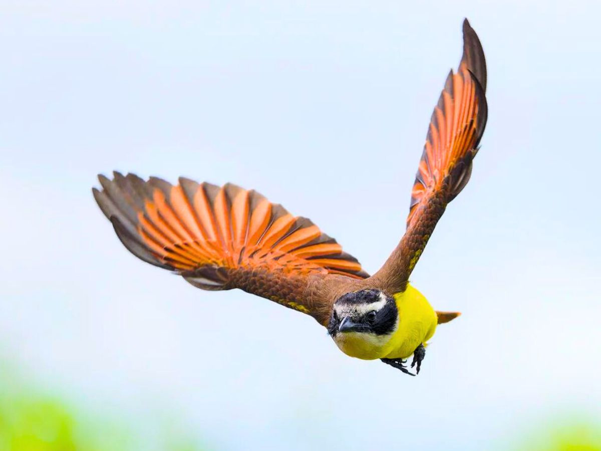 Colombian bird Bichofue