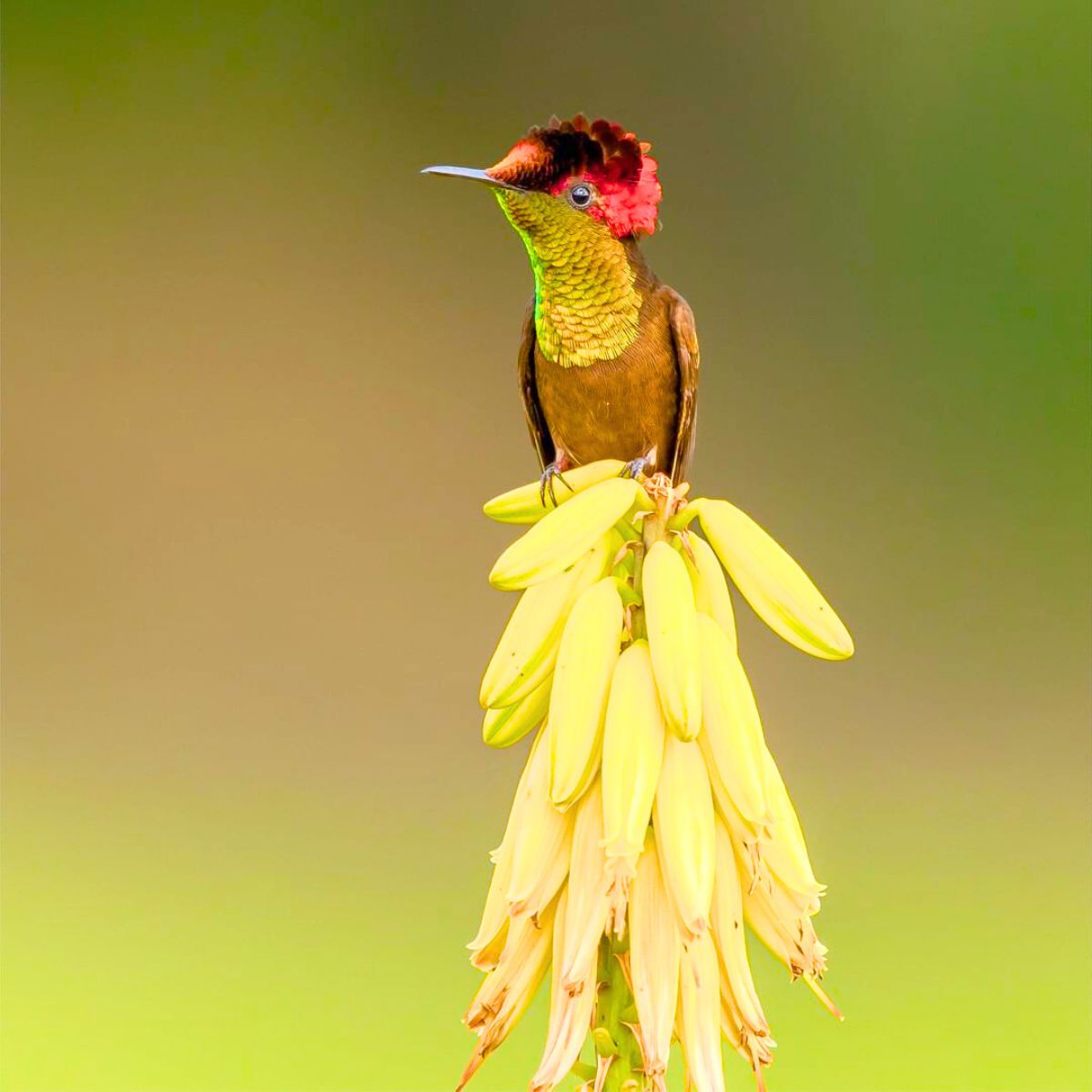 Colombian bird sitting on a yellow flower