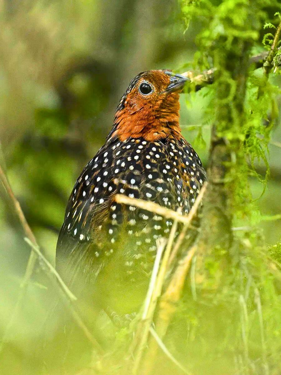 Ocellated Tapaculo Acropternis orthonyx bird