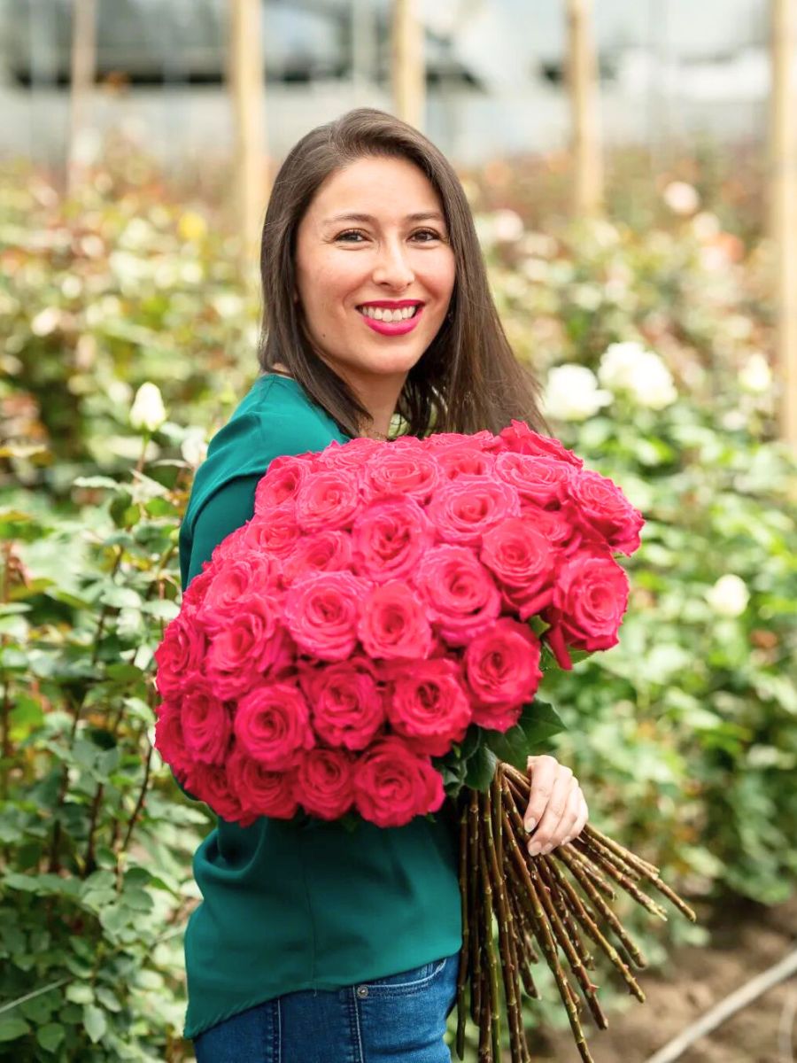 Ecuadorian red roses by Rosaprima