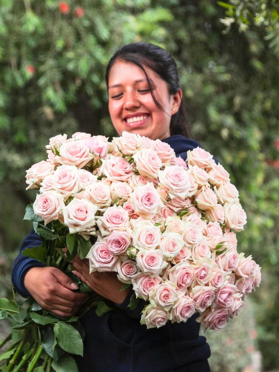 Rosaprima quality roses from Ecuador