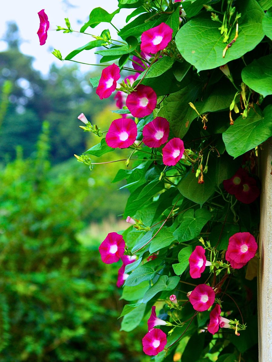 beautiful morning glory flowers in deep pink color