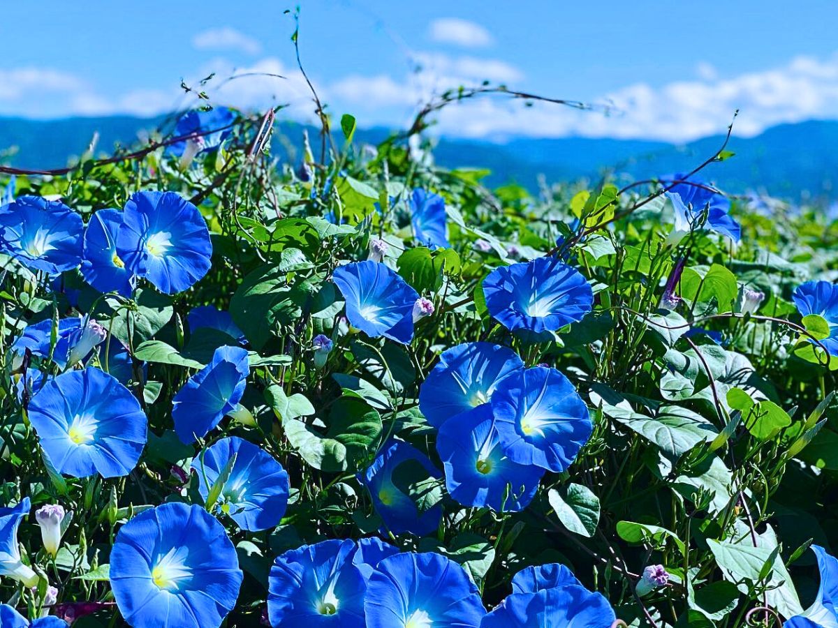 ​Morning Glory ​captured in the wild