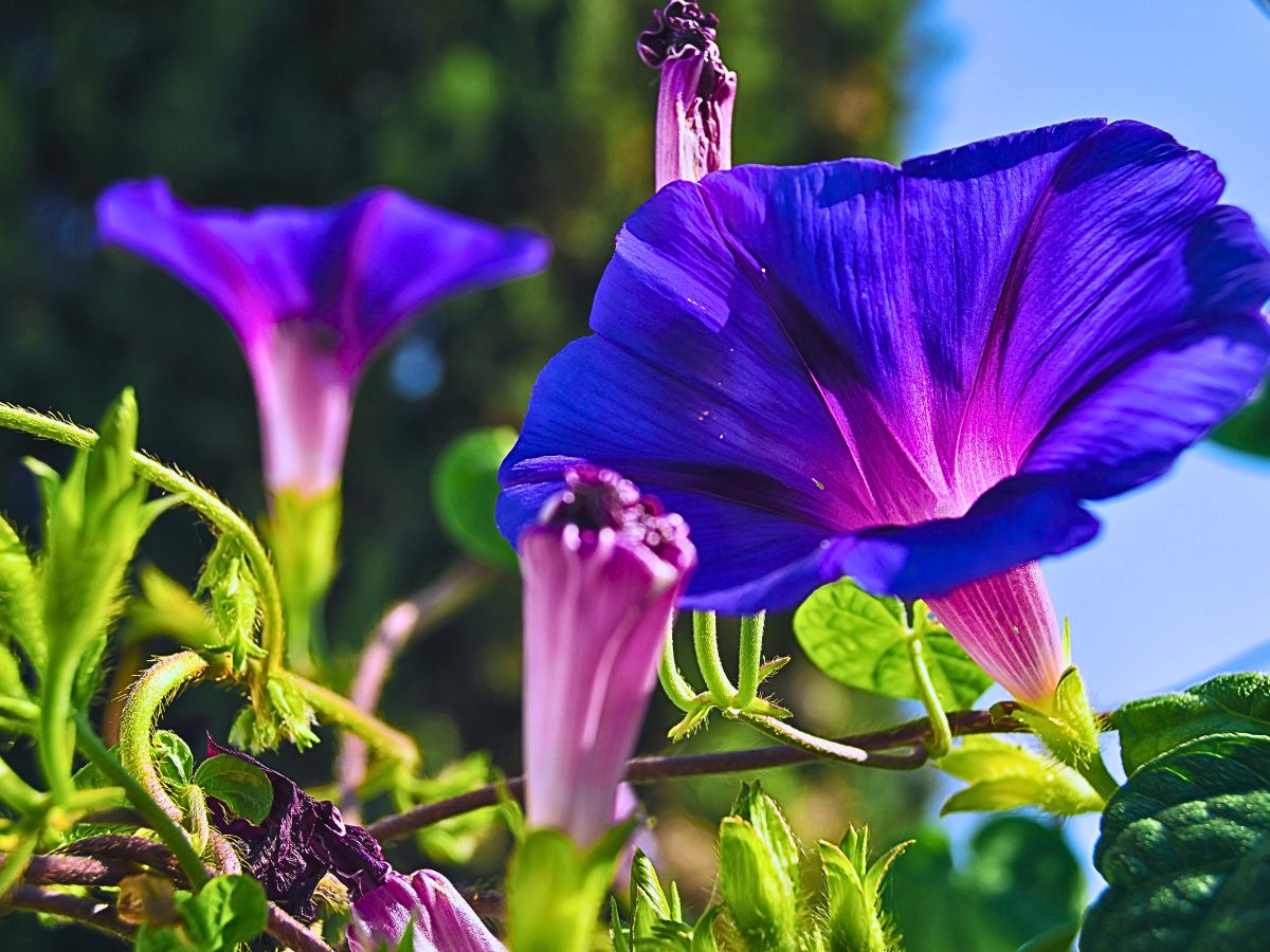 Blossoming morning glory is a symbolism of joy, happiness, and fresh starts, and its different shades of purple, blue and pink add more to its attraction