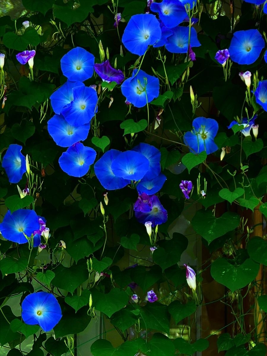 morning glory in deep blue hues