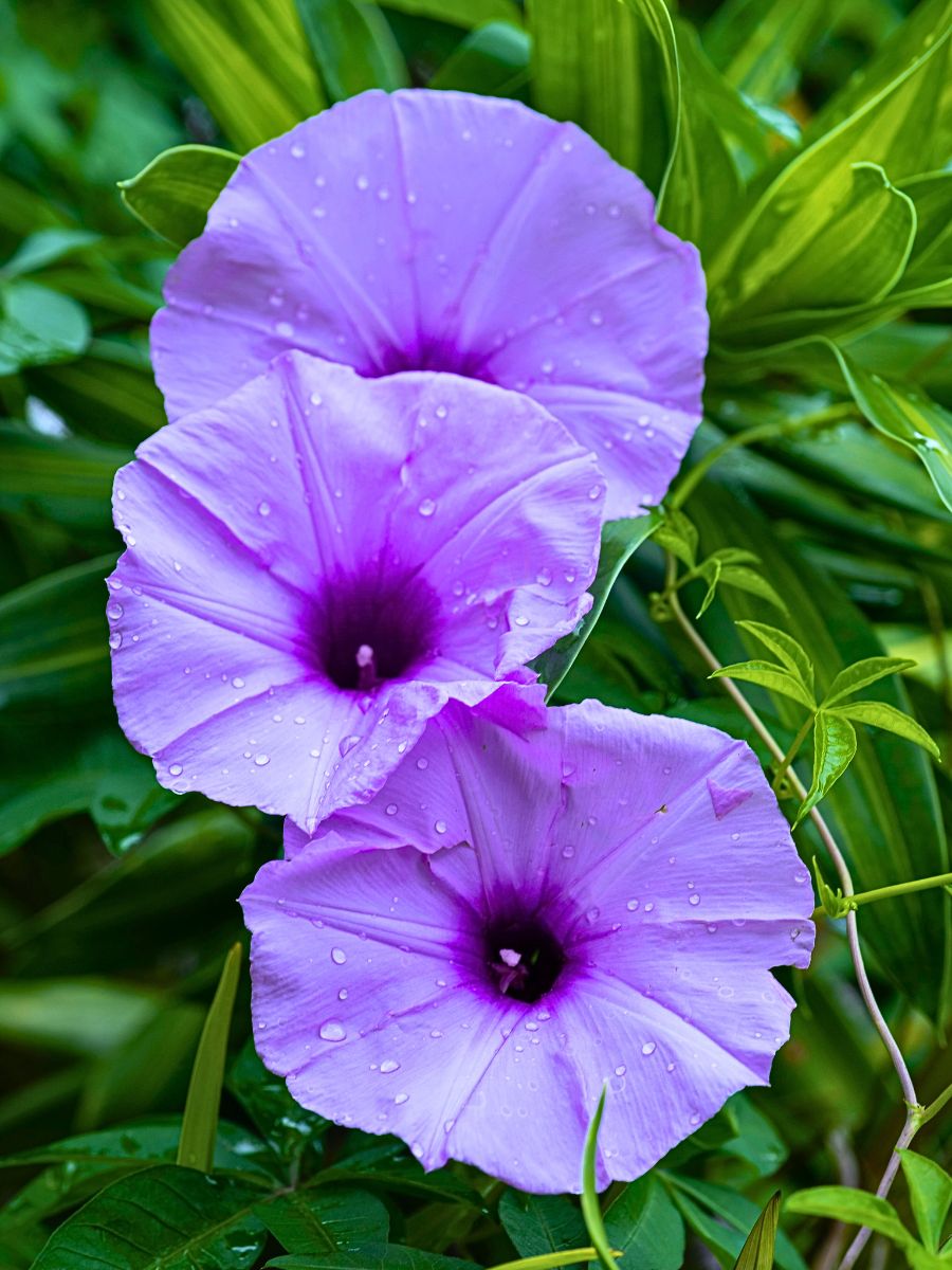 Morning glory - One of the two September birth flowers