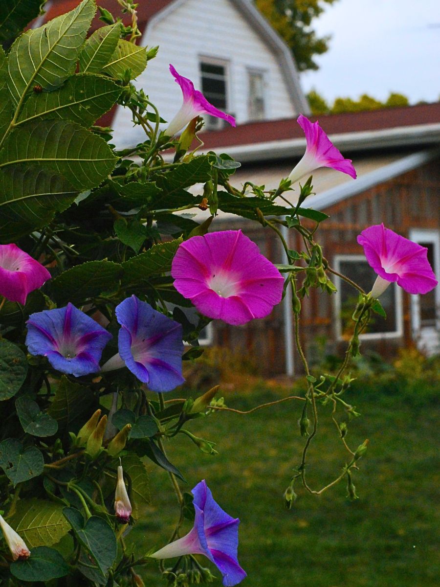 Morning glory in pink, blue and purple hues add meaning that's unique with its color variations