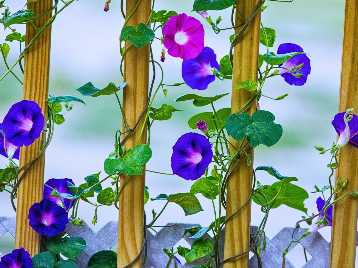 Morning Glory Flower Meaning