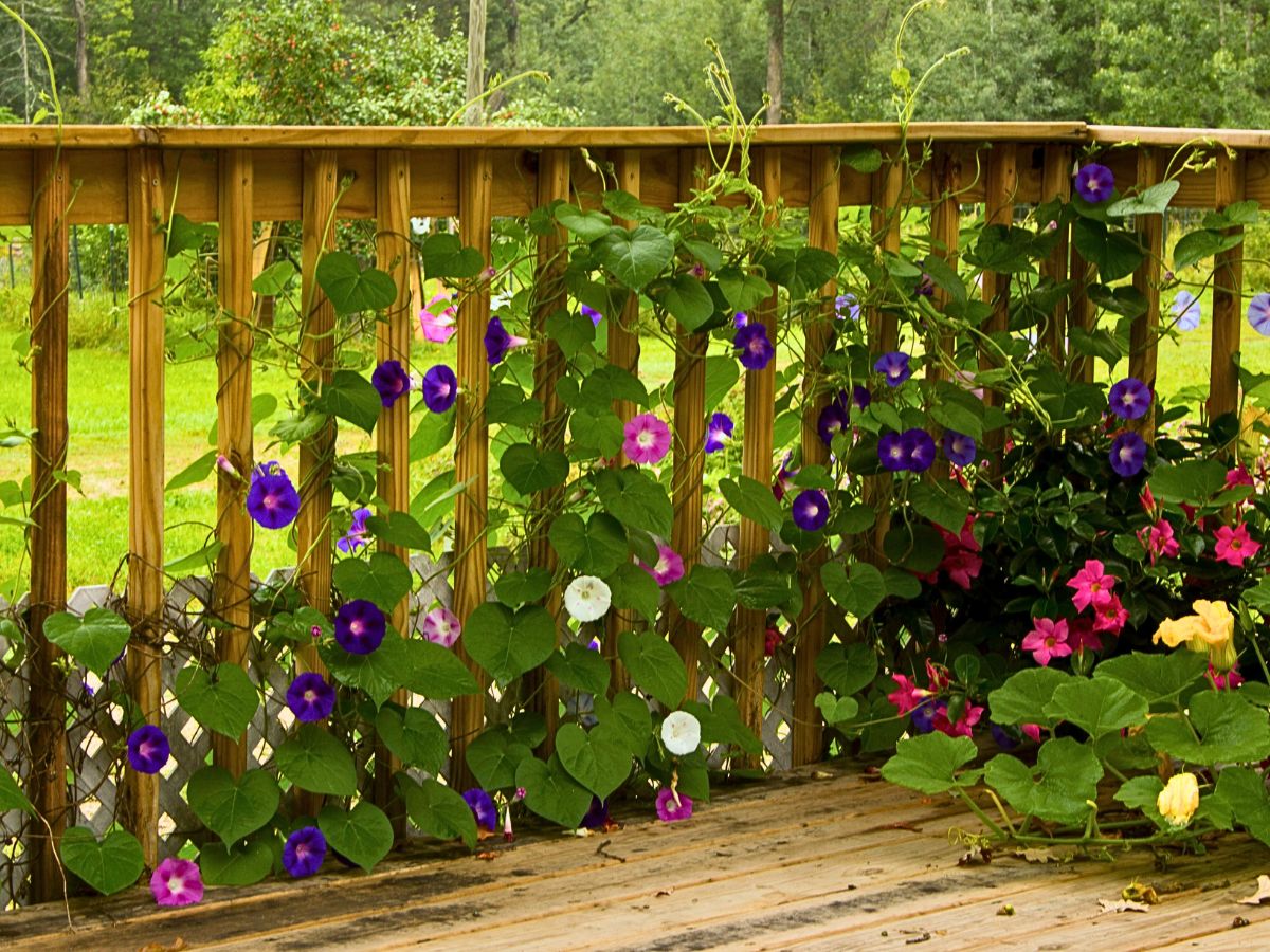 Morning glories are a popular choice for incorporating into design concepts and aesthetics.