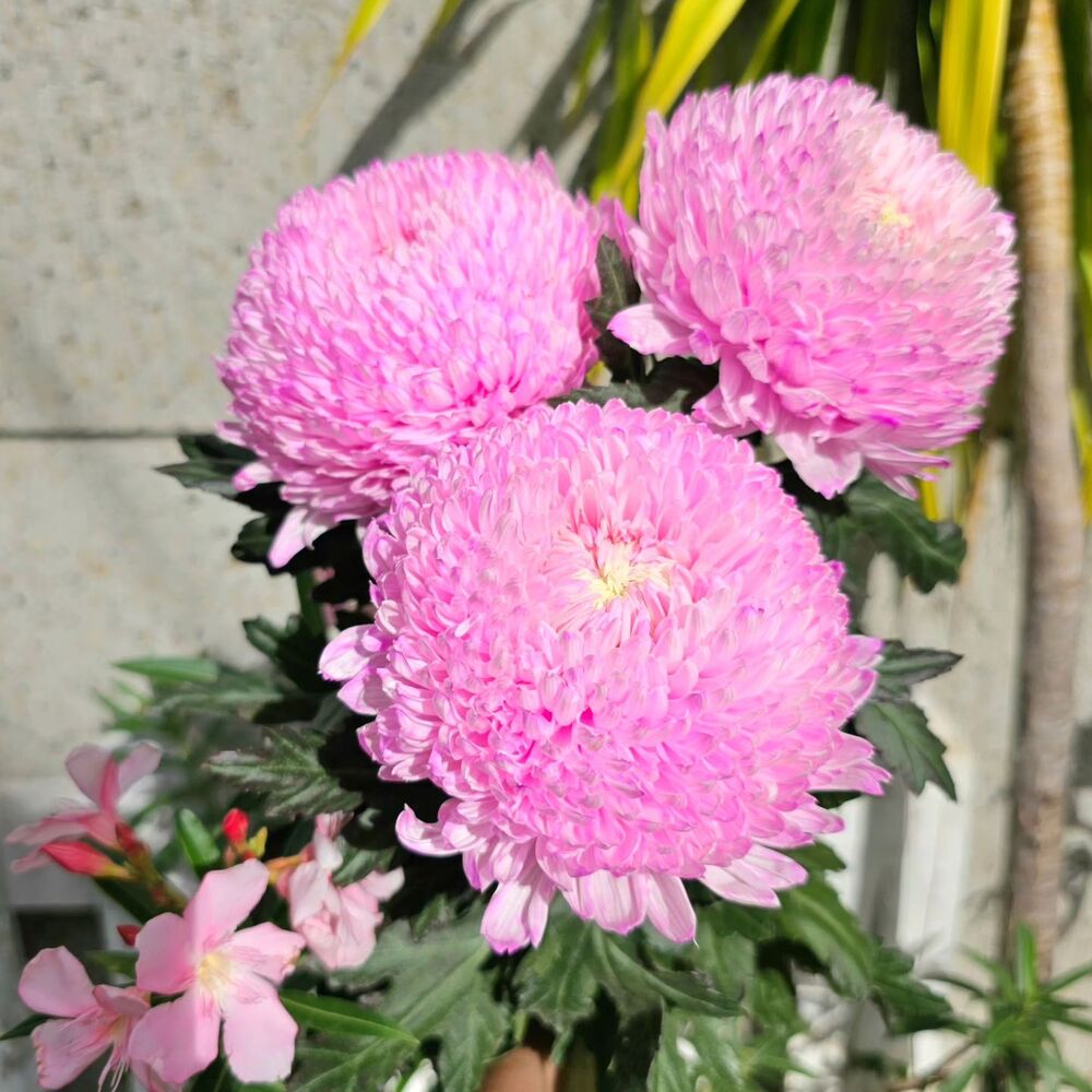 chrysanthemum Pink sunlight flowers