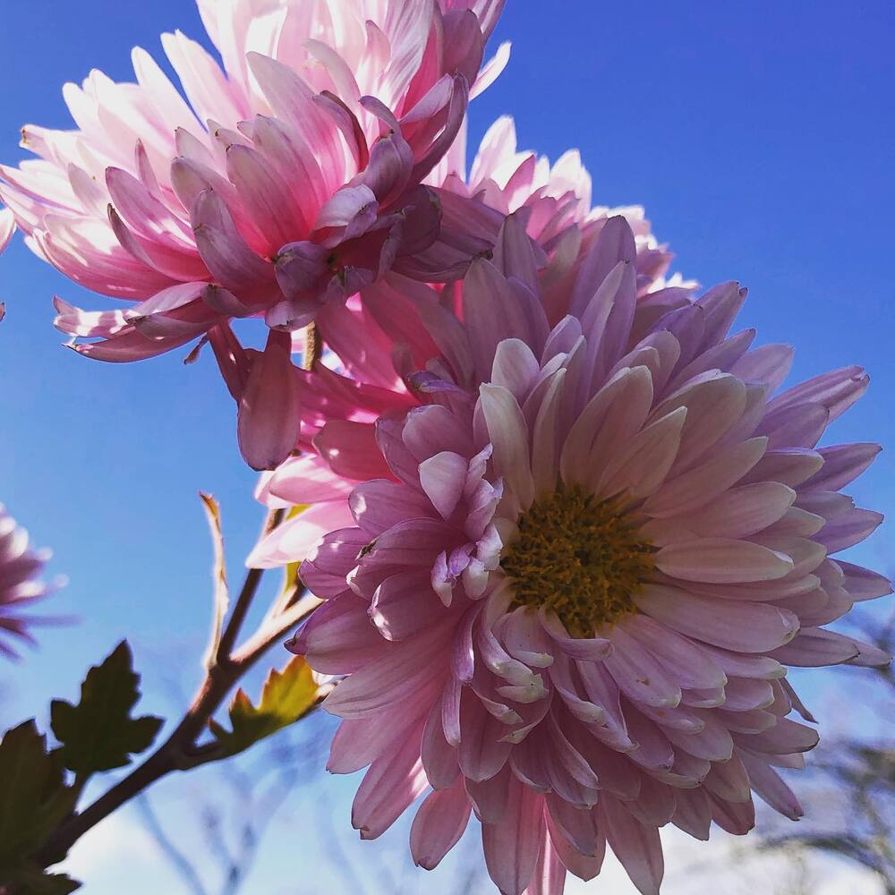 language of pink chrysanthemums