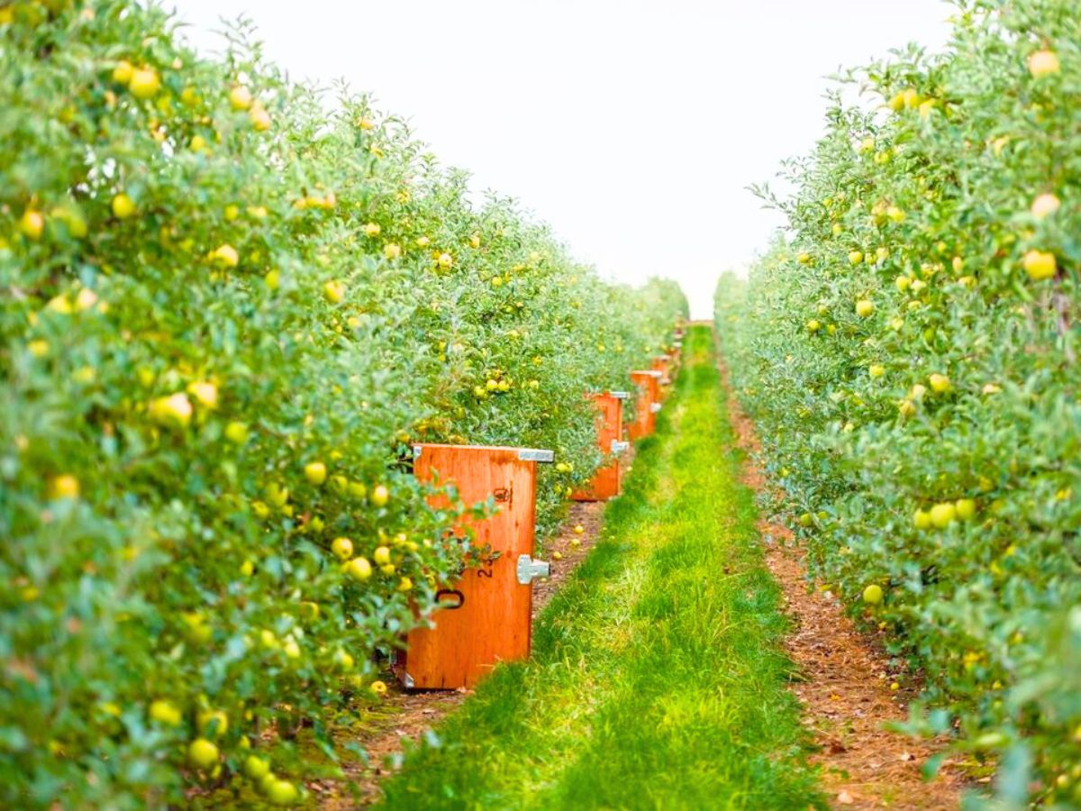 Green field full of crops