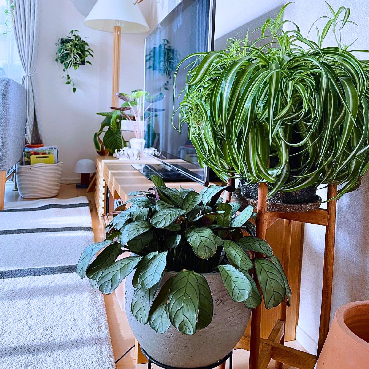 Plants That Will Help You Easily Start Your Journey as a Beginner Plant Parent