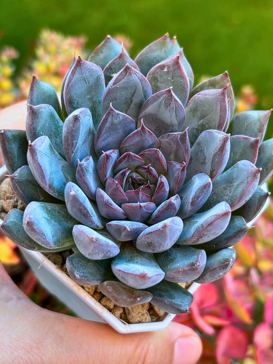 Plants That Will Help You Easily Start Your Journey as a Beginner Plant Parent