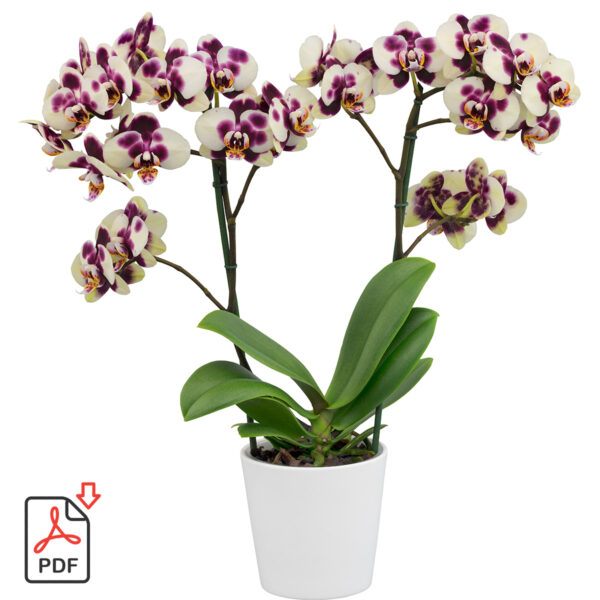 TOTF2021SE 17 Floricultura 215630 Phalaenopsis Eccentrix Mothers Finest