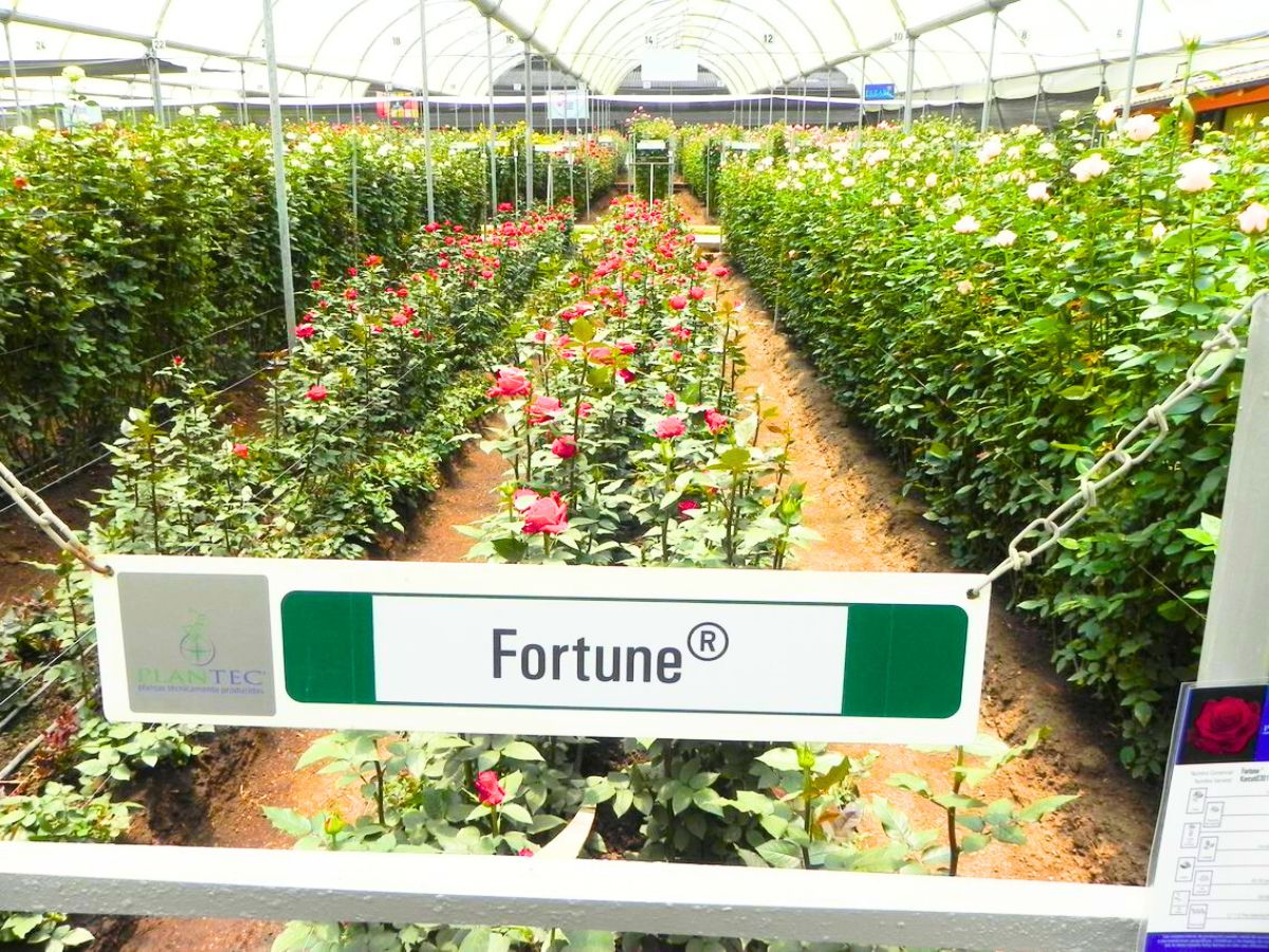 Plantec Farms in Ecuador featuring Rose Fortune